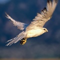 Take Off! Gyrfalcon